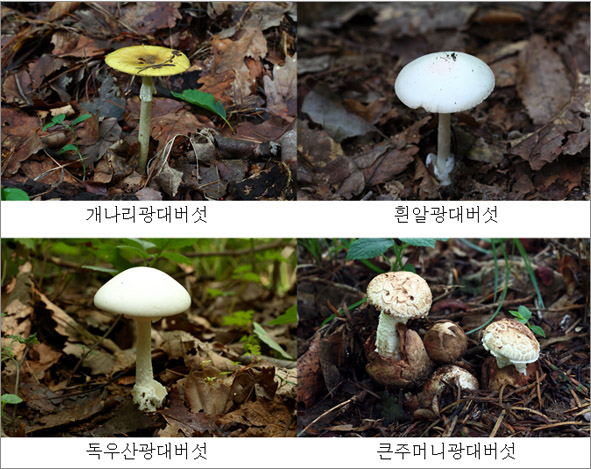 우산 버섯 독 광대 독우산광대버섯(6)