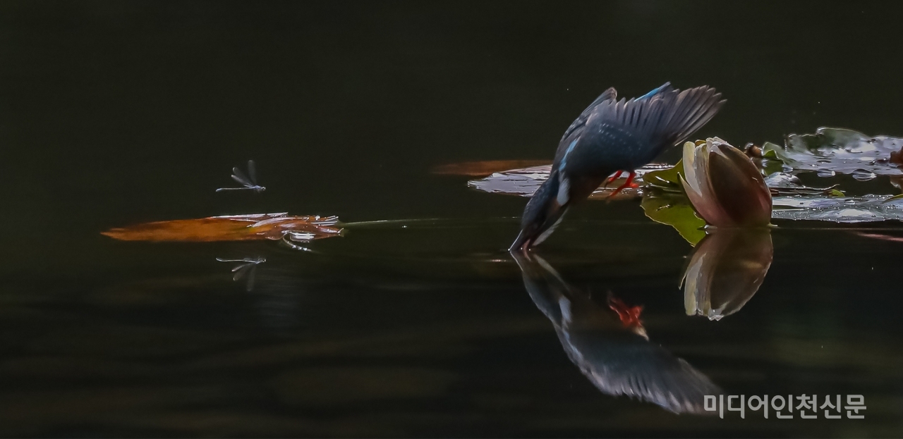 입수 직전에 거울을 보듯 물을 들여다 보는 물총새.