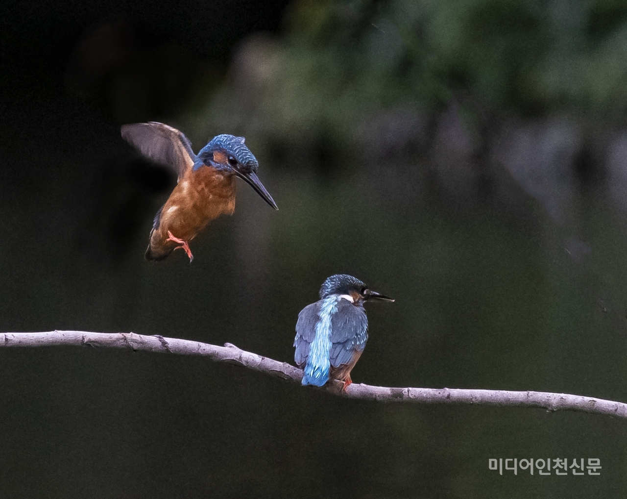 암컷이 노래를 부르니 수컷이 알아 듣고 날아 든다.
