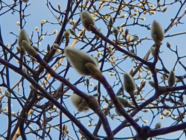인천시청 뒷 뜰 백동백나무에 핀 꽃 봉우리.