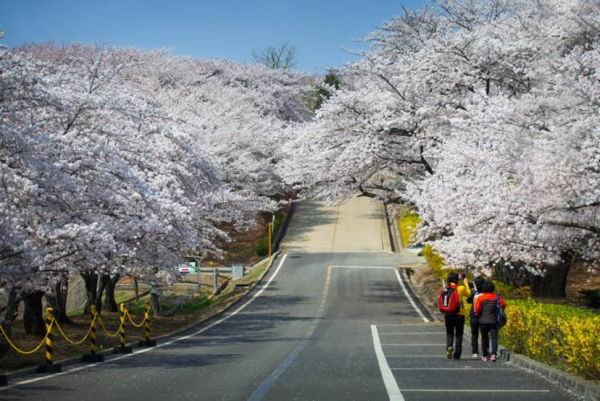 SK인천석유화학 벚꽃동산