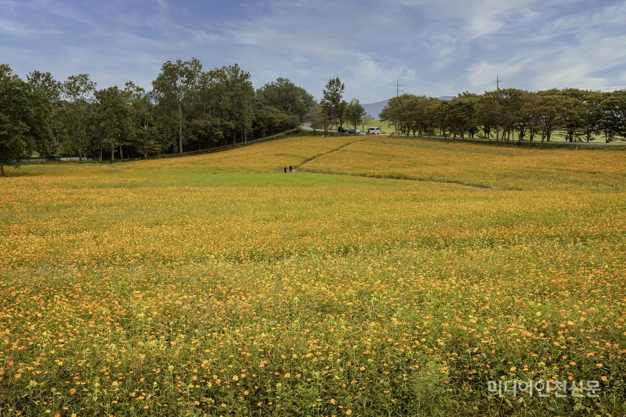 전북고창의 학원농장 가는 길에 노란 꽃들로 멋진 장관을 이루고 있다.